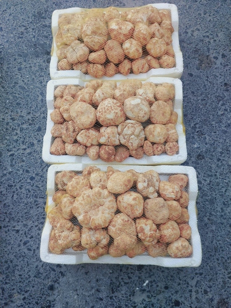 paga - 5