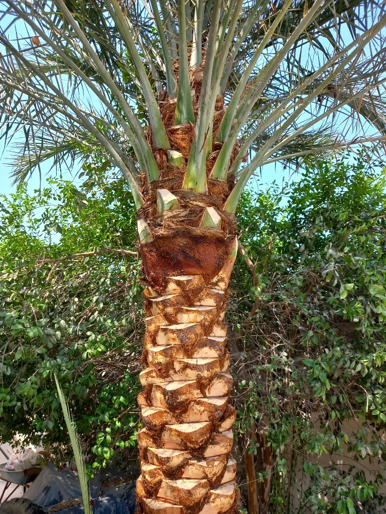 بوصالح - 2