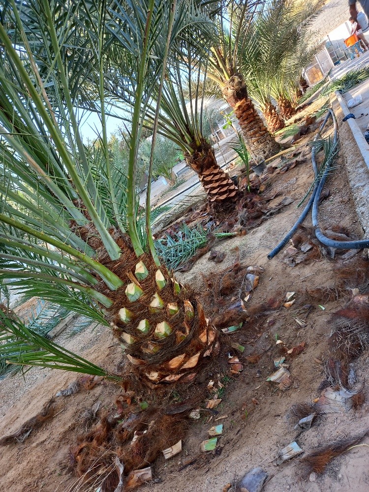 بوصالح - 6