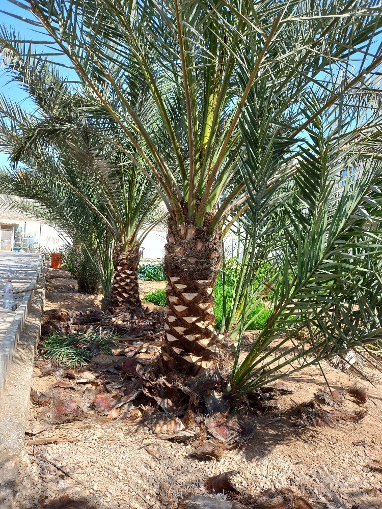 بوصالح - 7