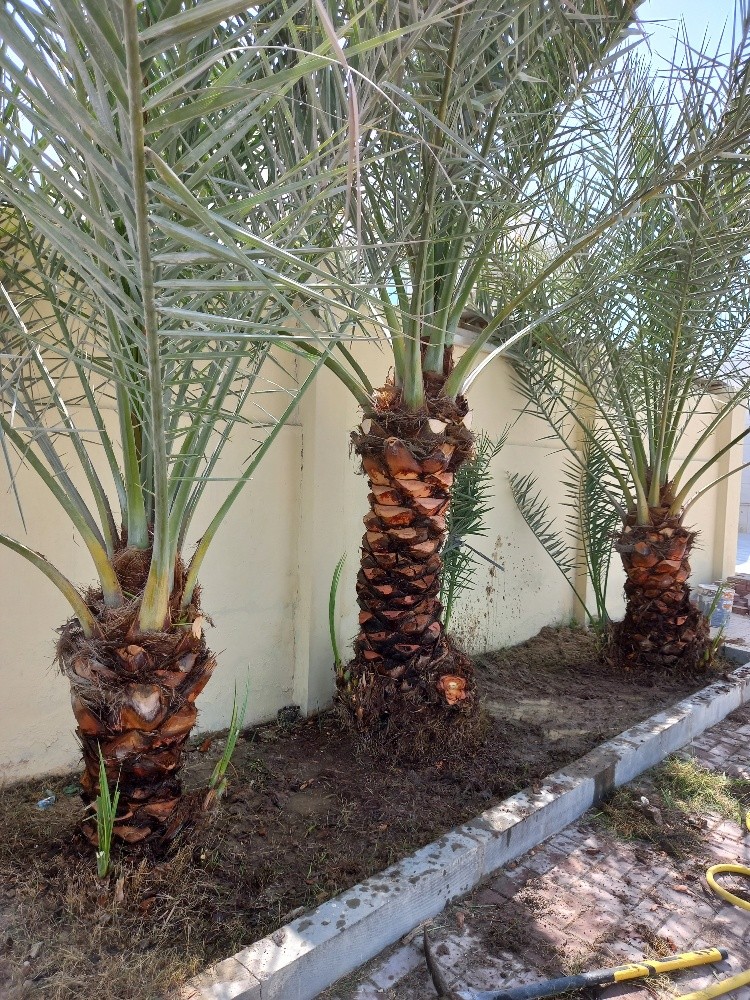بوصالح - 4