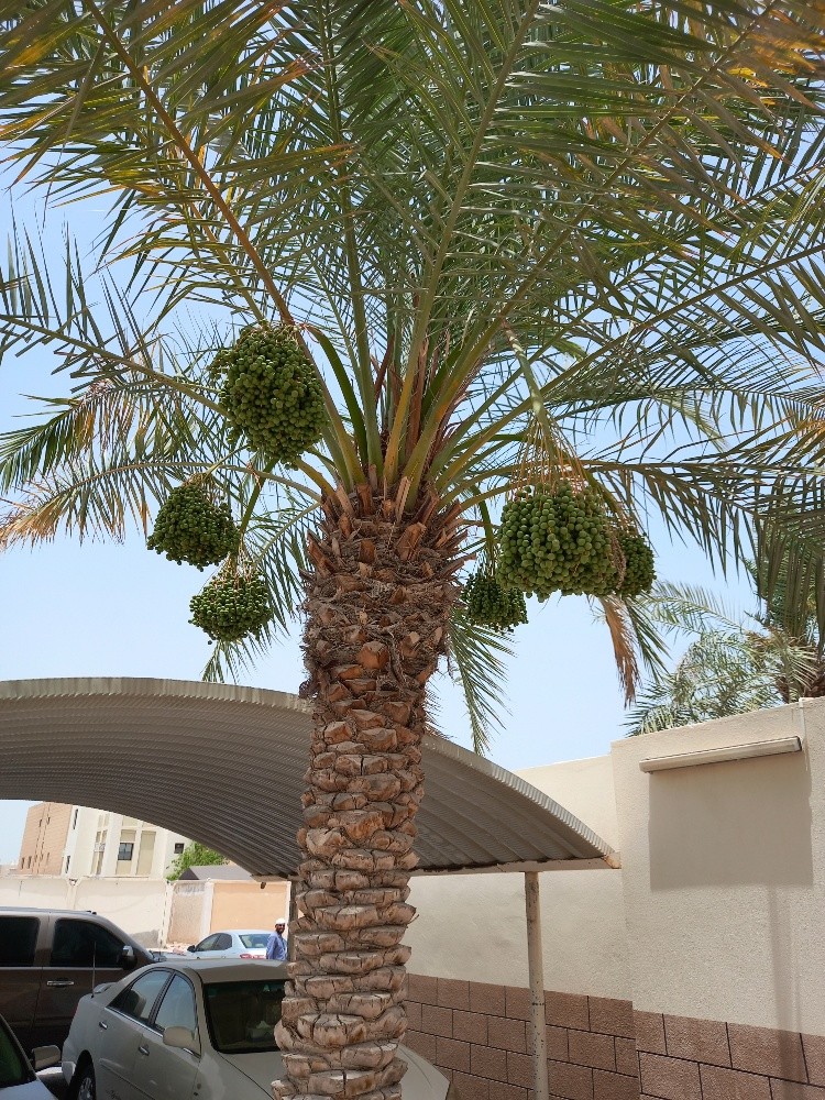 بوصالح - 8