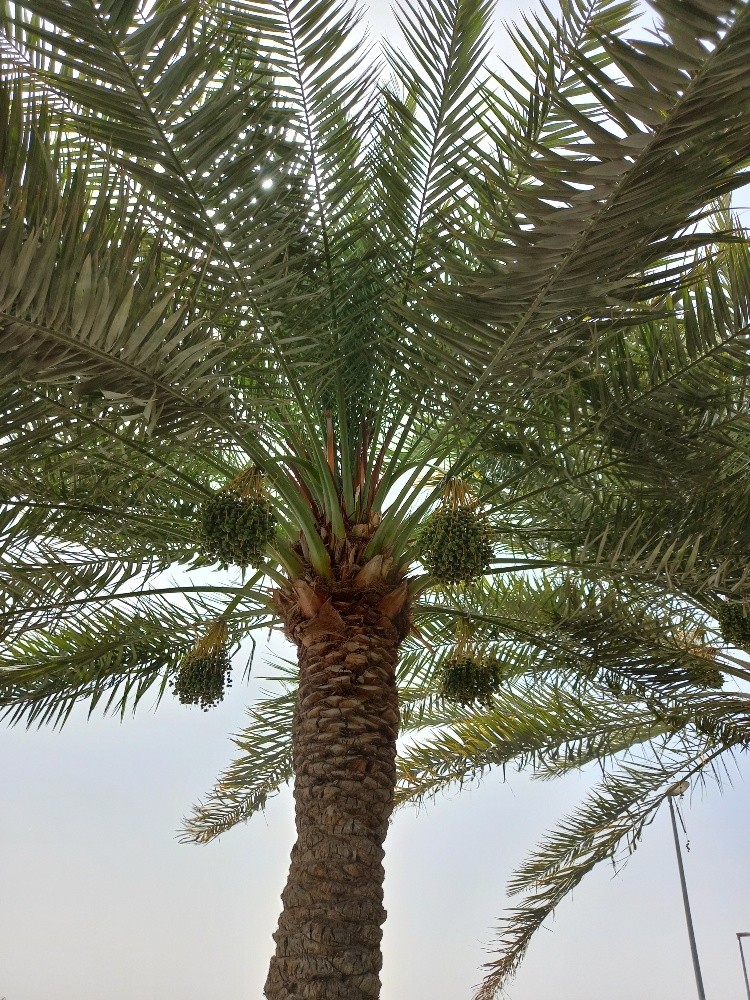 بوصالح - 9