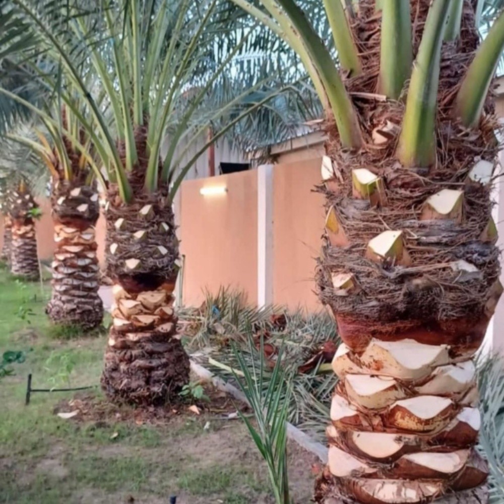 بوصالح - 1