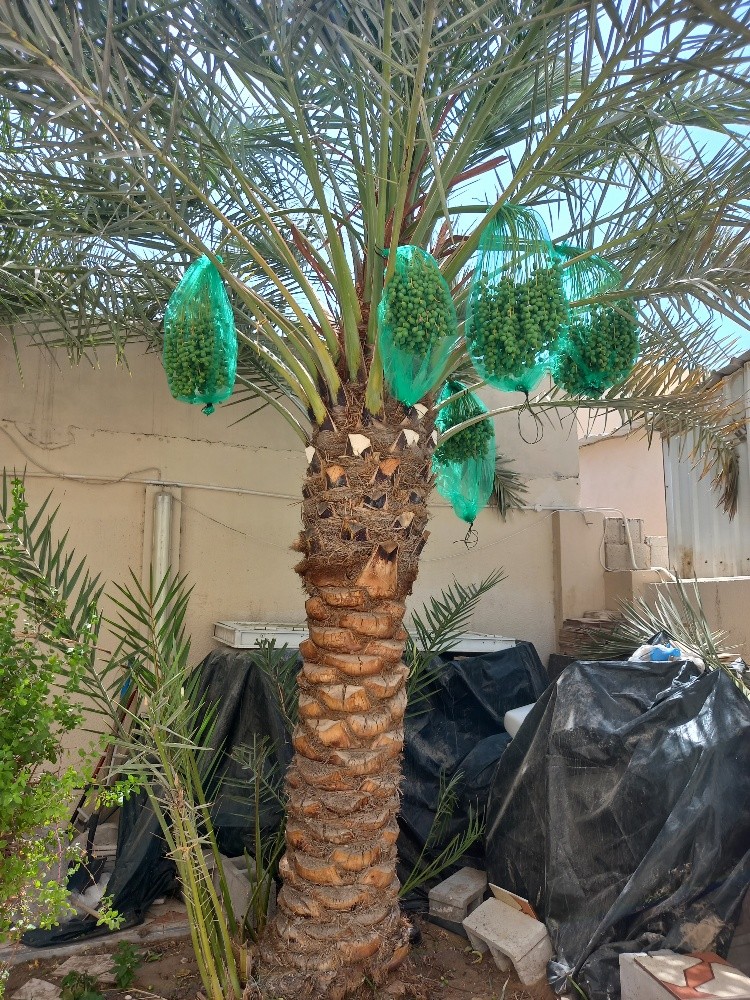 بوصالح - 3