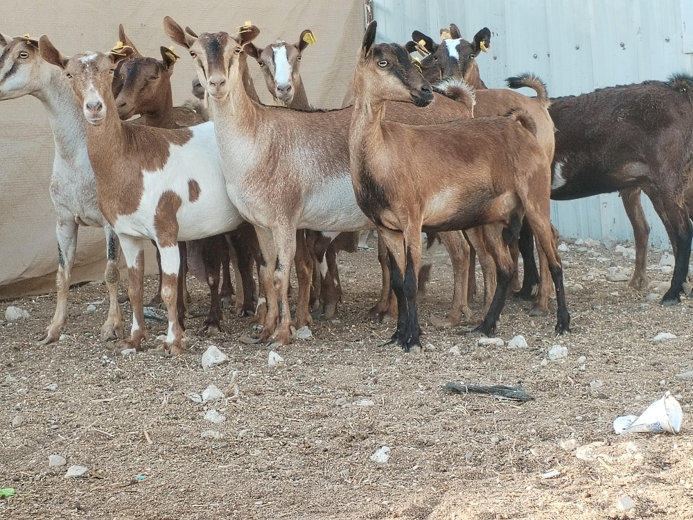 مطلوب معزا عمانيات - 2