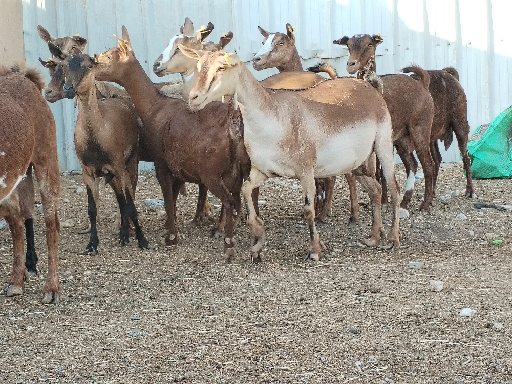 مطلوب معزا عمانيات - 1