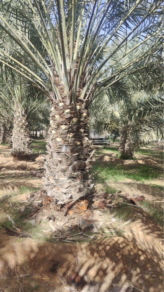قطع لا شجار رزاعه  خلع النخيل و - 6