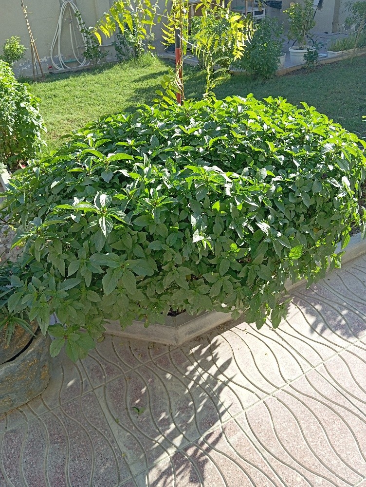 مزارع ومنسق حدائق - 2