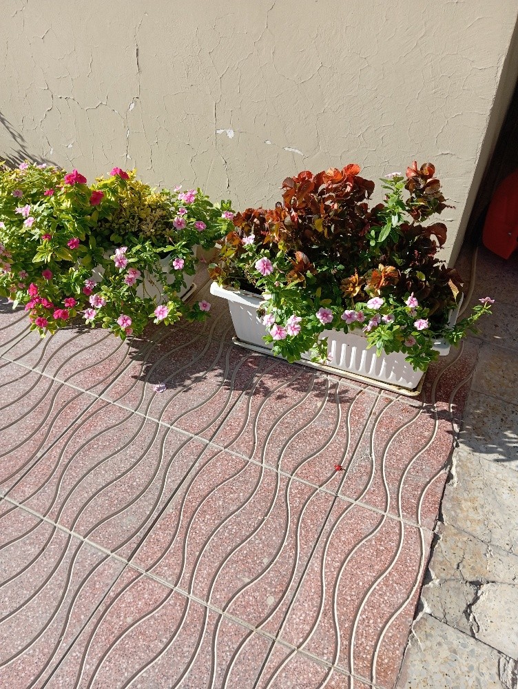 مزارع ومنسق حدائق - 5