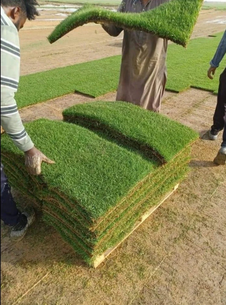تنسيق حدائق - 2