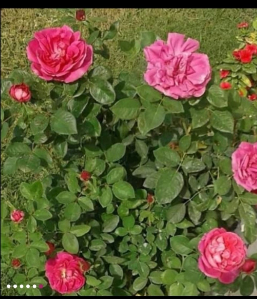 زراعة وديكور - 3