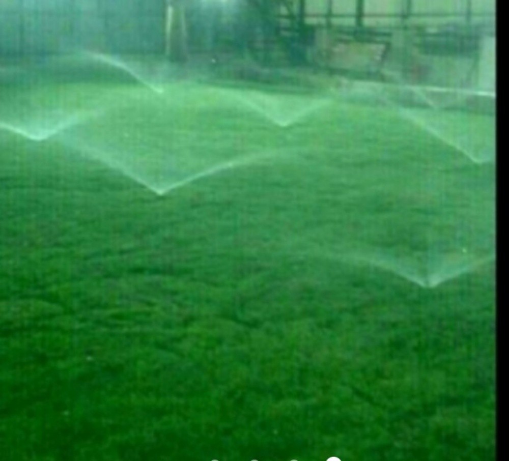 نخيل والوشنطنيا - 5