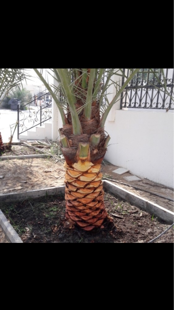 قطع لا شجار رزاعه خلع  ونقله ا - 3