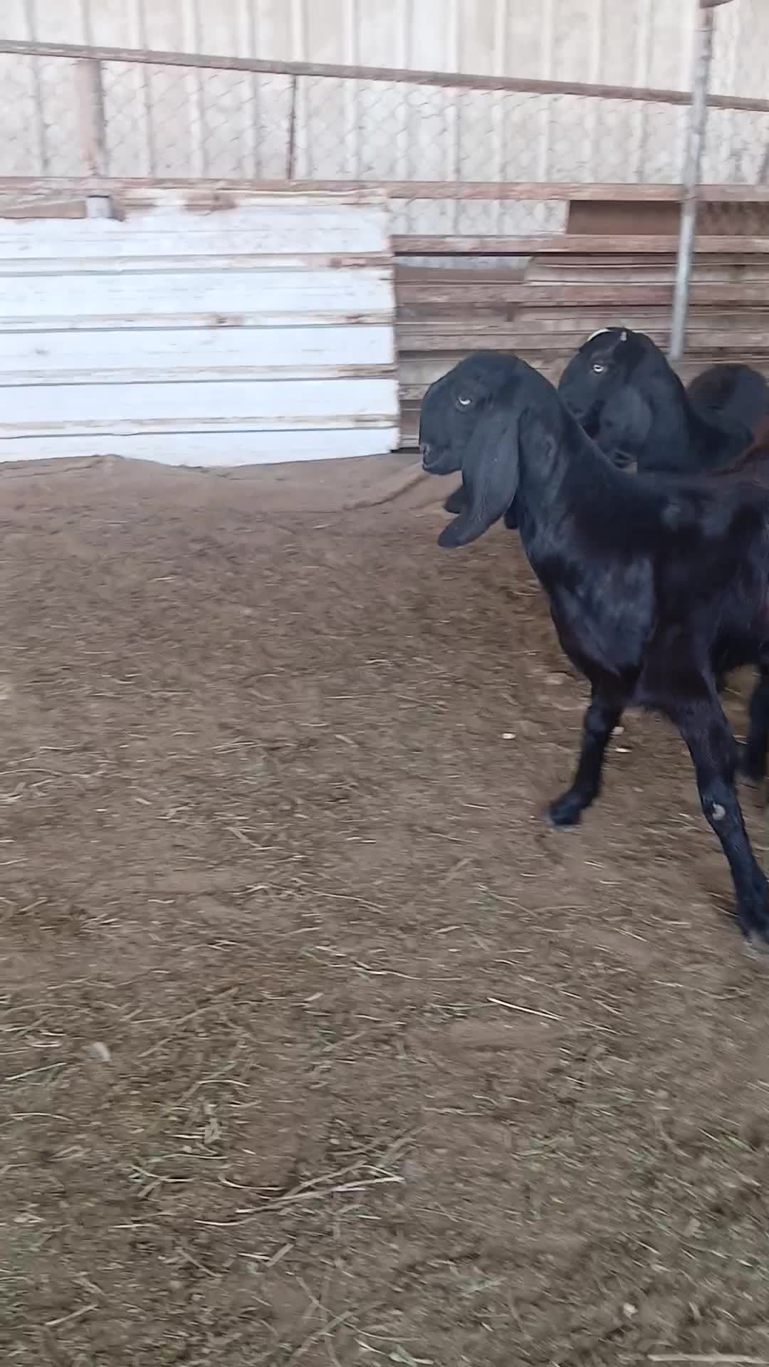 جمدات شاميات - 1