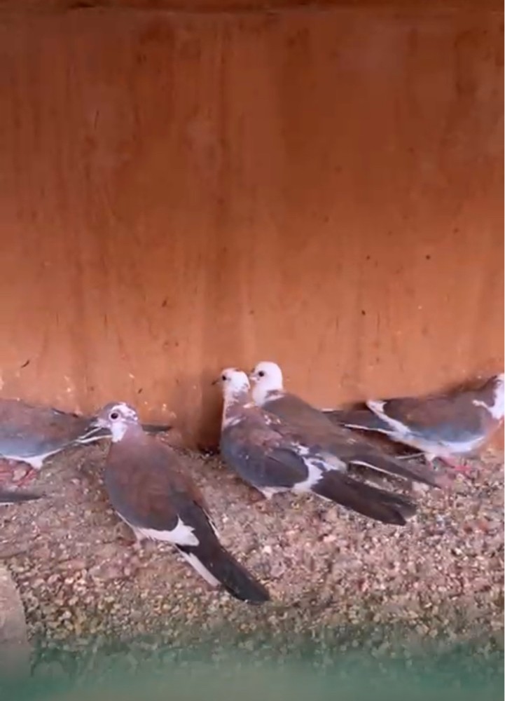 ياكريم  - 1