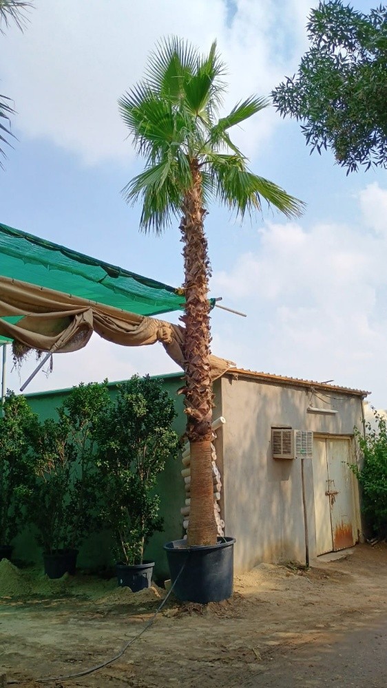 نخل واشنطونيا - 2