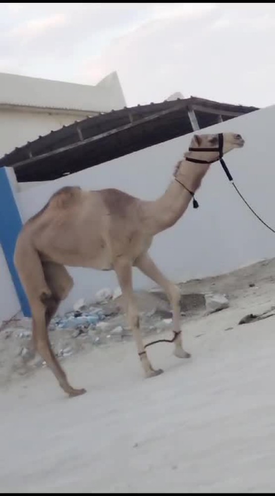 نشتري جميع انوع الحلال - 1