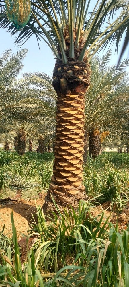 تنسيق وتجهيز الحدائق - 7