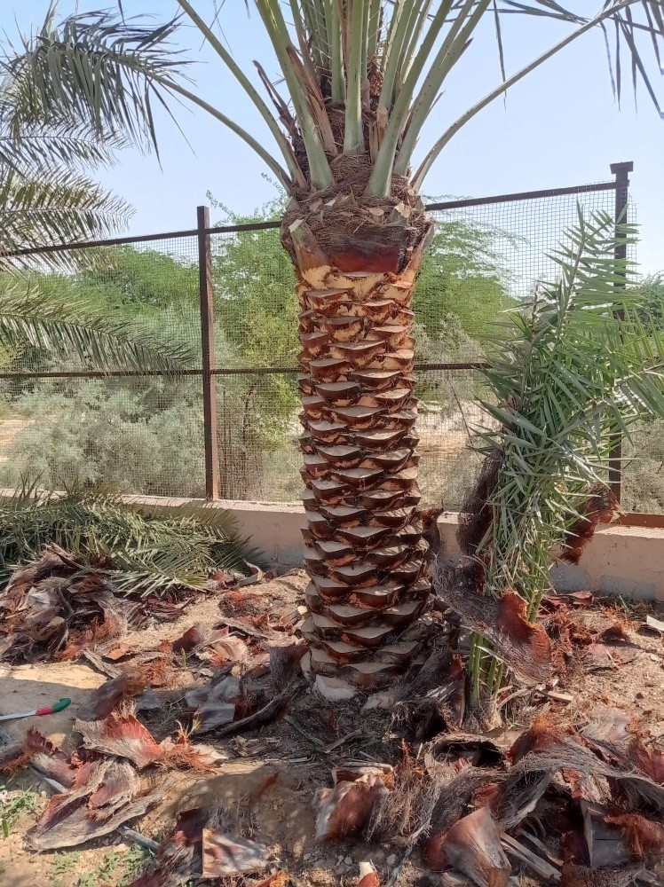 توفير جميع مستلزمات الحدائق - 8