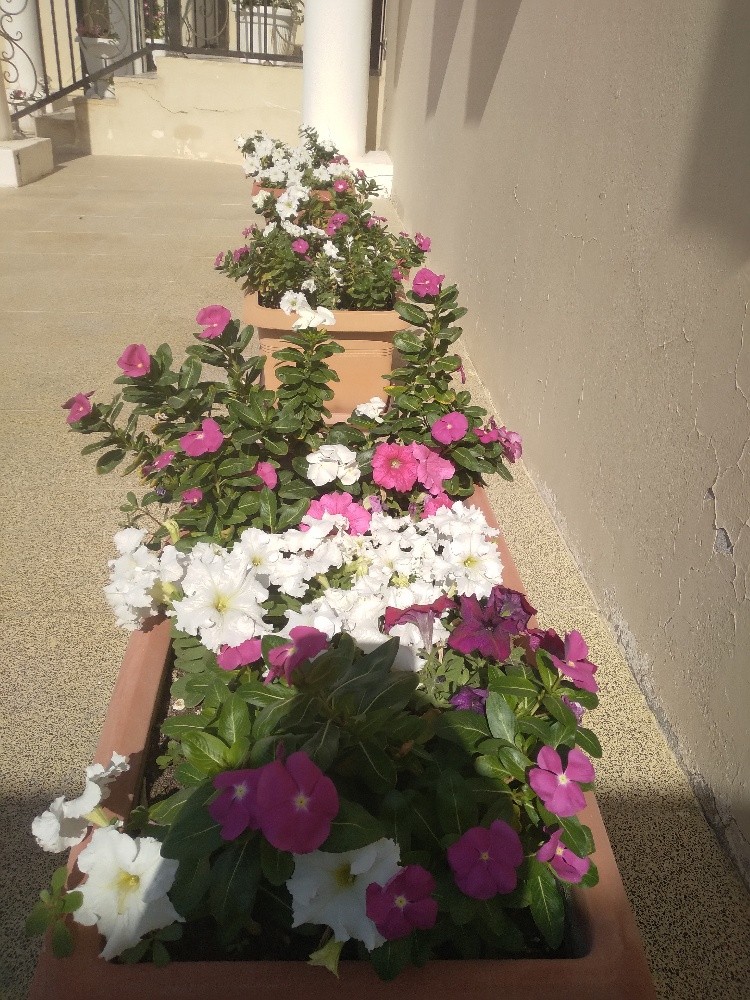 اشجار جوهنمية - 3