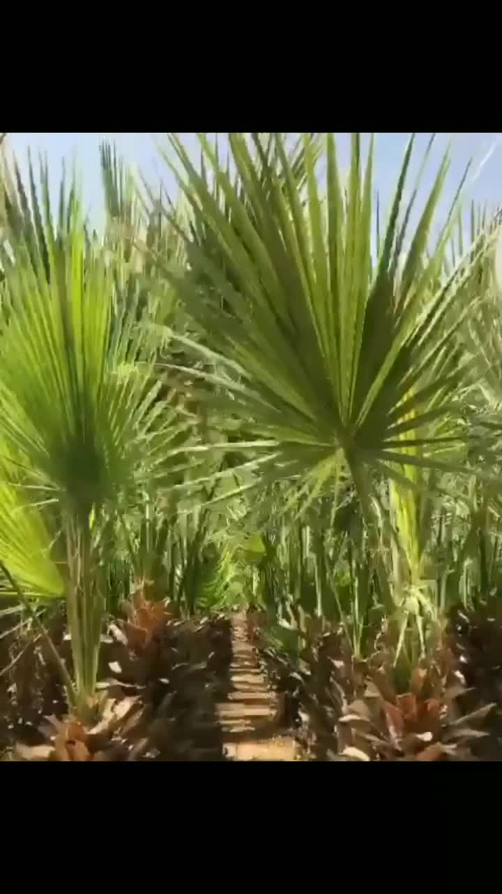 زراعة جميع انواع النخل والأشجار - 1