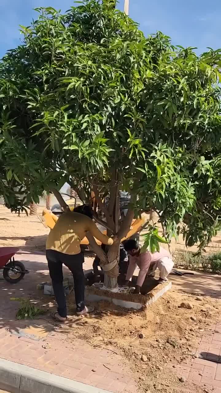 مزارع زراعة جميع انواع الأشجار - 1