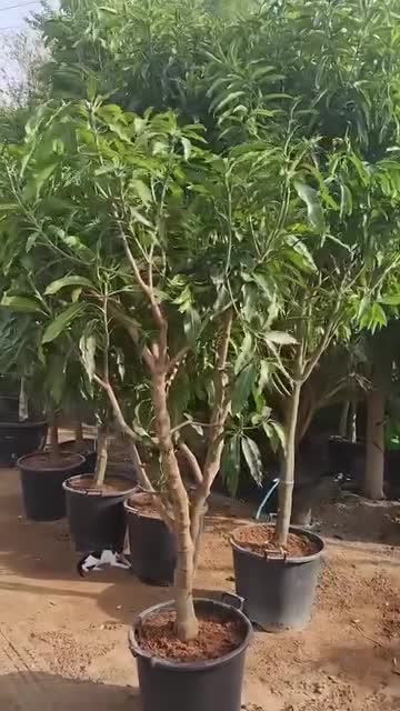 مزارع منسق حدائق - 1