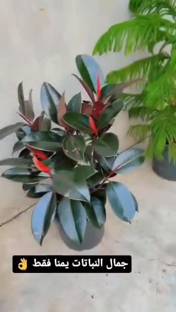مزارع - 1