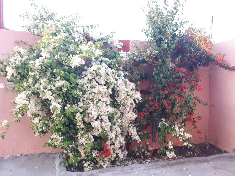 جهناميه وليتات الزينه - 3