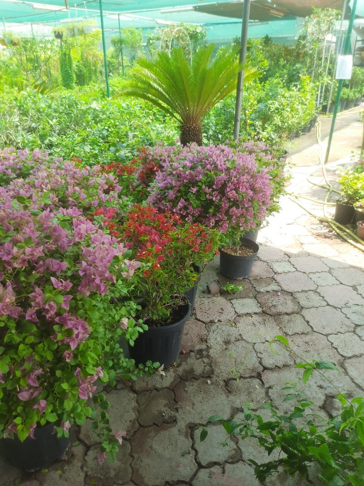 جهناميه وليتات الزينه - 8