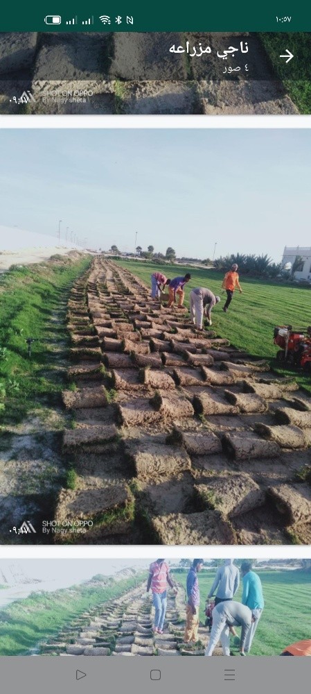 زراعة الحديقة وشبكة الرى - 1
