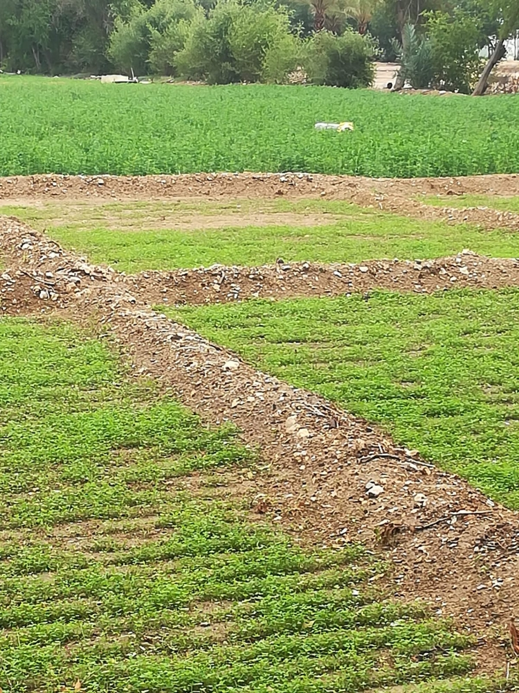 تجهيز وزراعة المزارع بالجت - 5