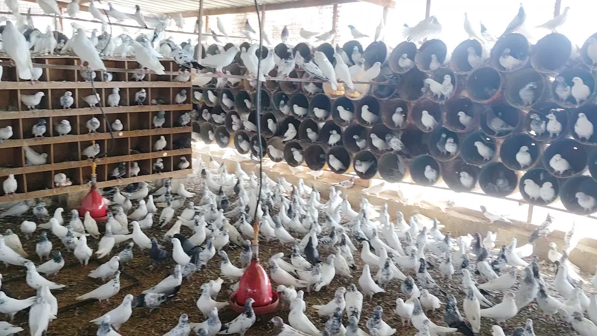 pigeon Pakistani - 1