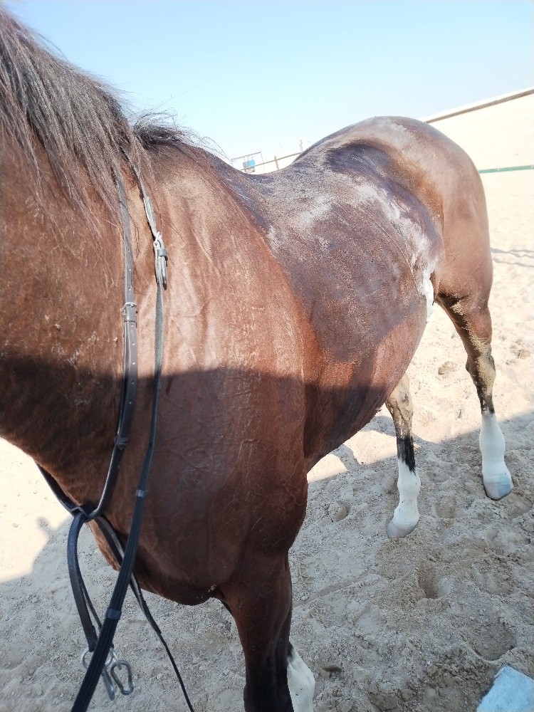 مدرب الخيل - 3