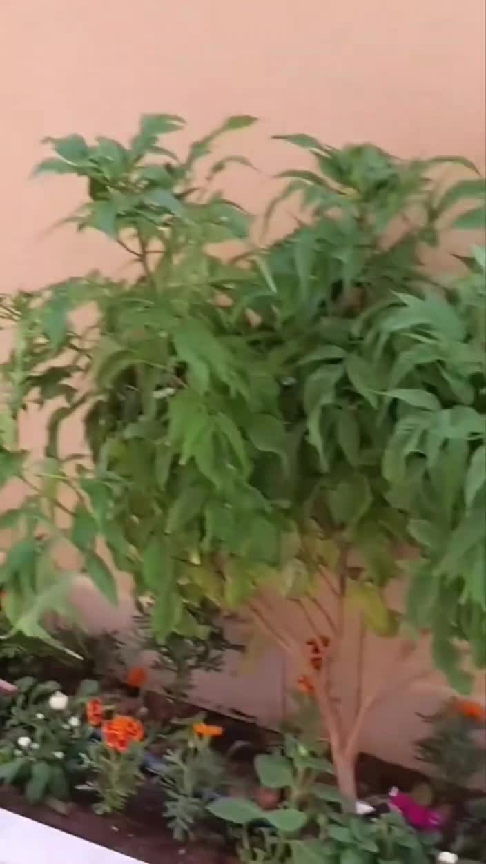 مزارع - 1