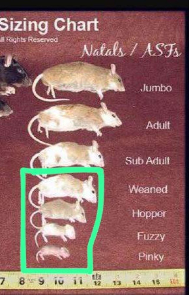 فار و عتل مجفف حي - 2