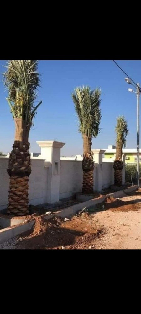 توريد وتركيب جميع انواع النخل - 7
