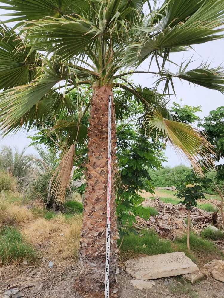 توريد وتركيب النخيل - 7