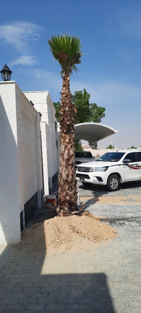 توريد وتركيب النخيل - 4