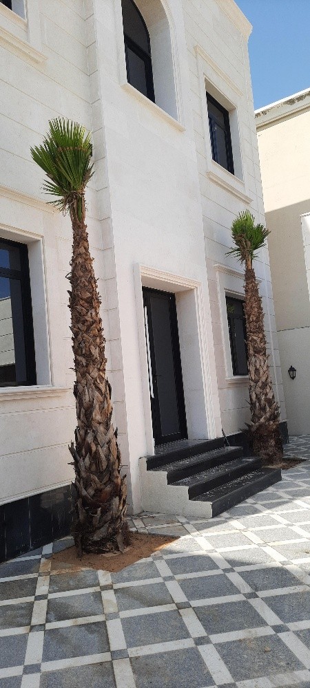 توريد وتركيب النخيل - 6