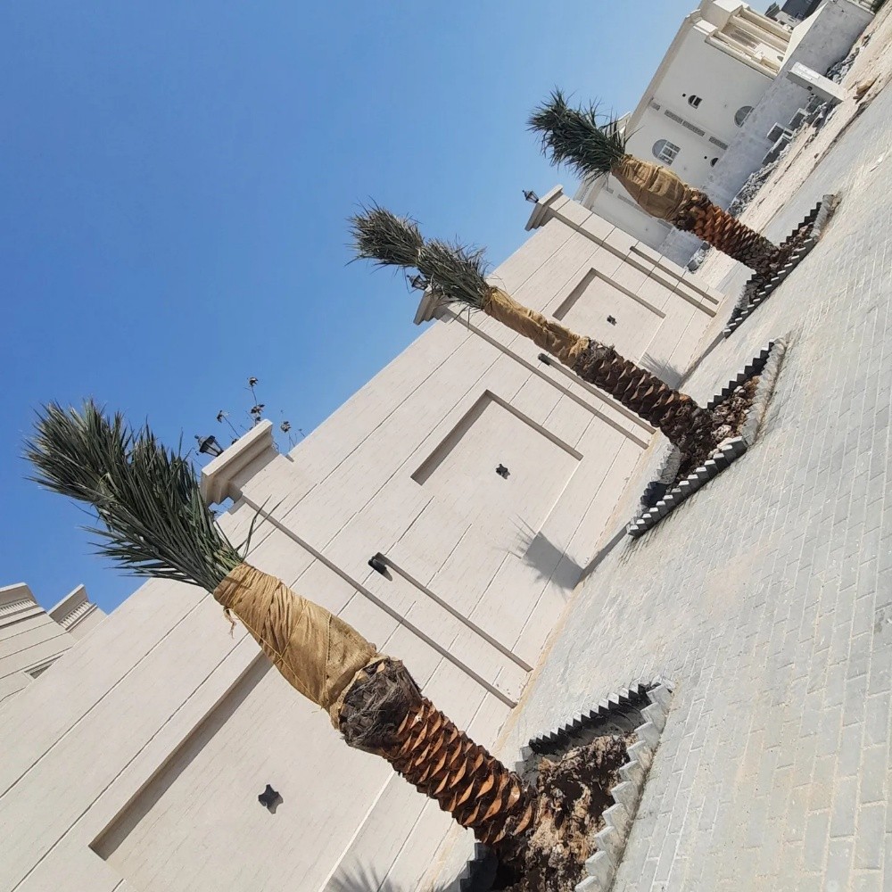 توريد وتركيب النخيل - 9