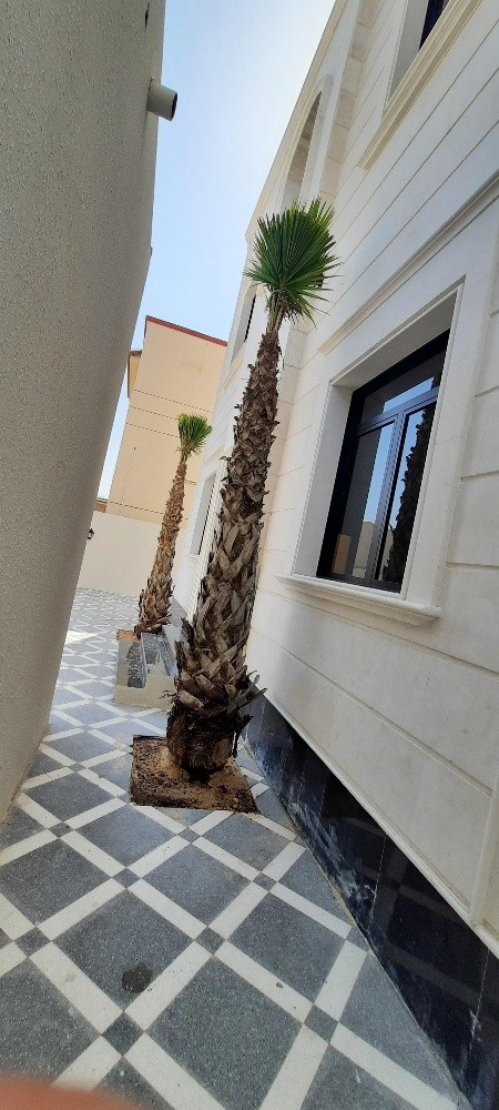 توريد وتركيب النخيل - 2