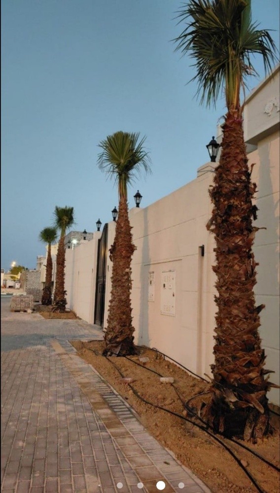 نخل للبيع - 5