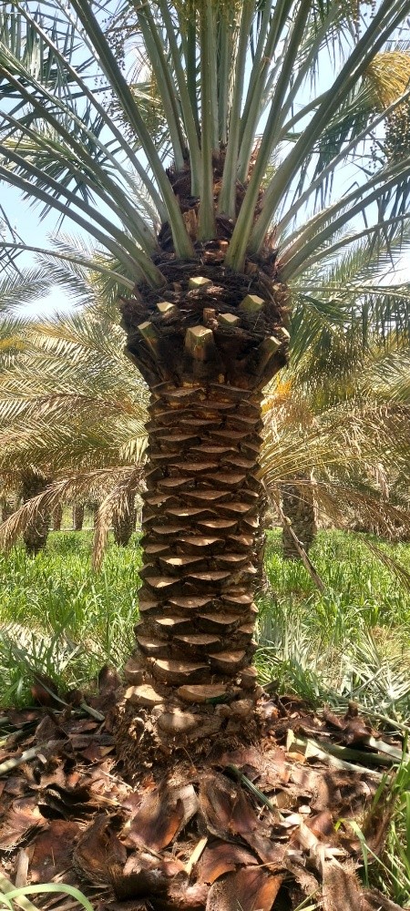 تنظيف النخيل 55079950 - 6