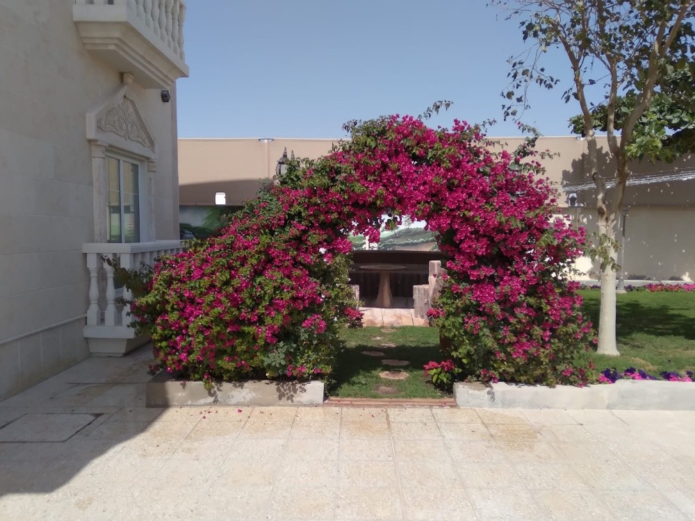 عشب اخضر طبيعي - 11