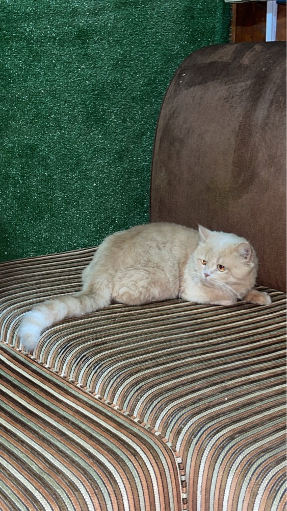 toti/toto - 3