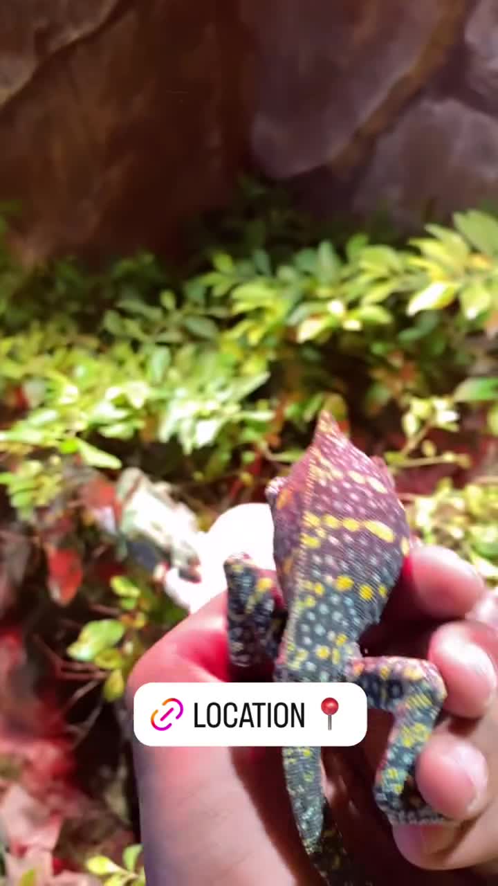 chameleon  - 1