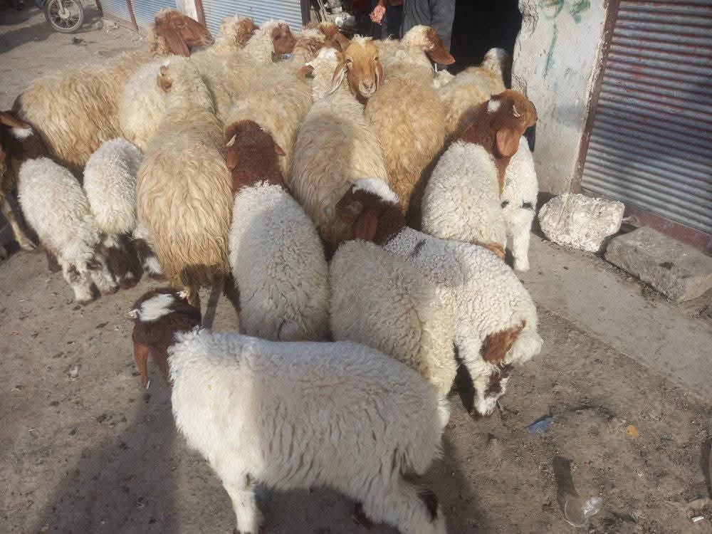 مطلوب جميع انواع الحلال - 1