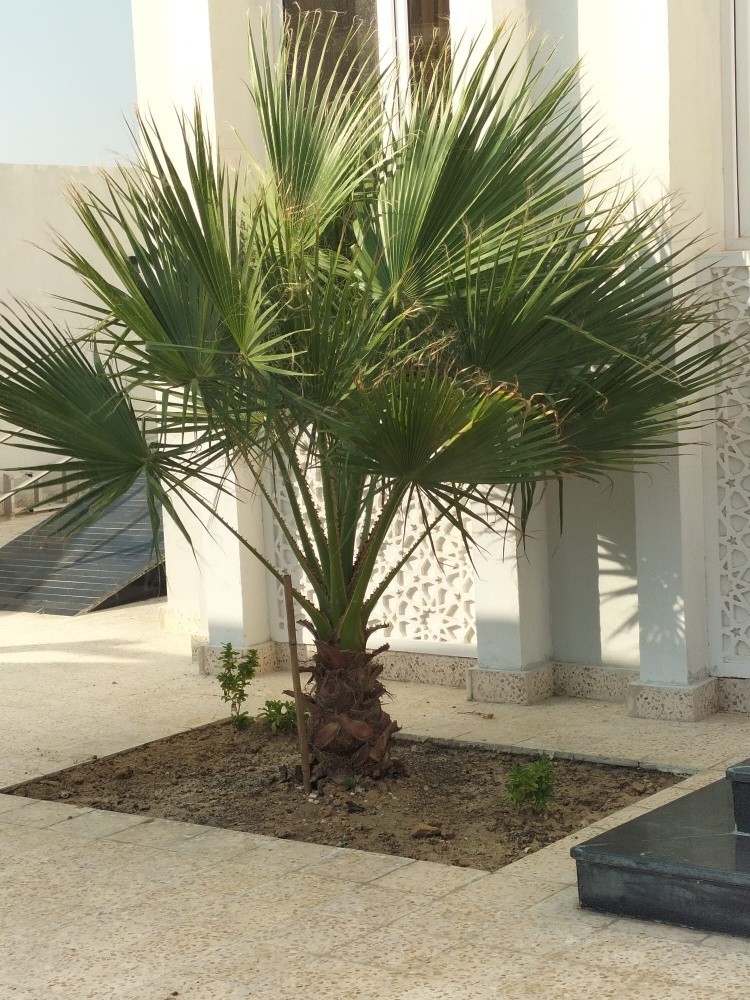 زراعه جميع انواع النخيل 55079950 - 4